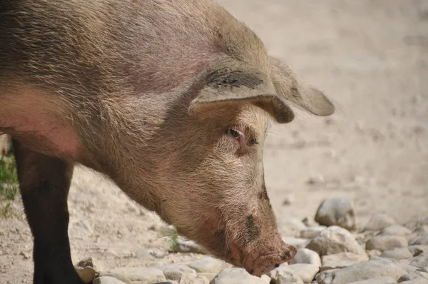 Domuz. Domuzlar, çiftlik hayvanları Gürcistan'daki bir çakıl yolda yavaş çalışıyor.