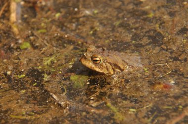 Kara kurbağası. Bahar uyanış ve çiftleşme sırasında amfibi