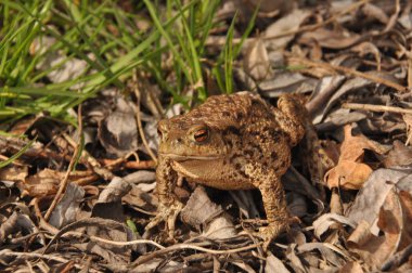 Kara kurbağası. Bahar uyanış ve çiftleşme sırasında amfibi