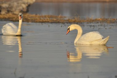 Nehirde Yüzme kuğu. Su kuşları çifti. Sevgi ve bağlılık.