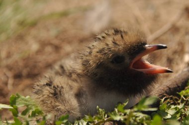 Sumru piliç gıda yere bir yuvada ebeveynlerinden bekliyor.