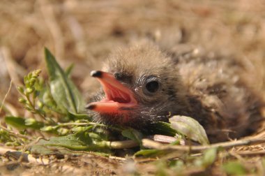 Sumru piliç gıda yere bir yuvada ebeveynlerinden bekliyor.