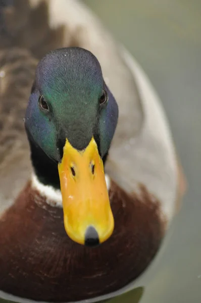 Mallard Duck. Oiseau sauvage flottant sur le lac. Portrait de l'animal . — Photo