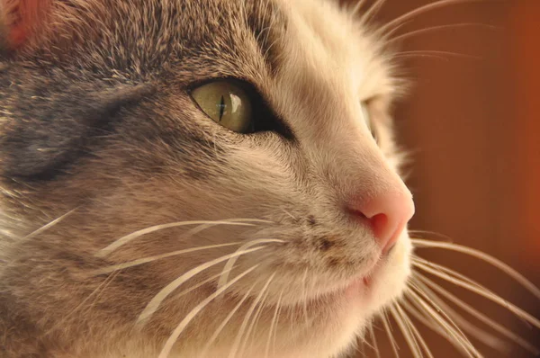 Retrato Gato Olhos Selvagens Bigodes Longos — Fotografia de Stock