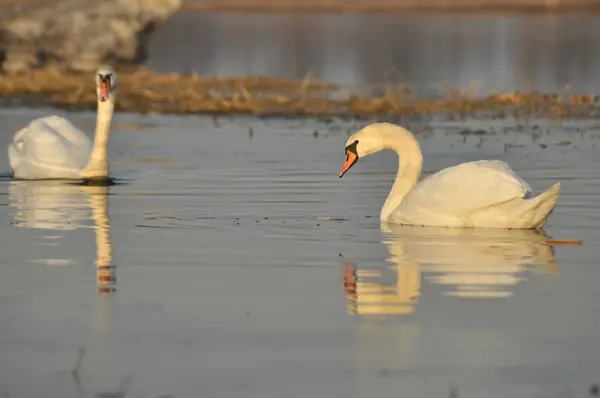 Schwäne schwimmen auf dem Fluss. ein Vogelpaar auf dem Wasser. Liebe und Treue. — Stockfoto