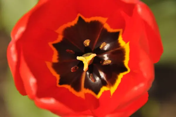 Hermosos tulipanes florecientes. Colores vivos de pétalos de flores . — Foto de Stock
