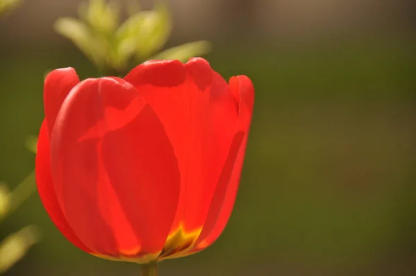 Schön blühende Tulpen. kräftige Farben der Blütenblätter. — Stockfoto