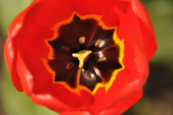 Красиво цветущие тюльпаны. Яркие цвета лепестков цветов . — стоковое фото