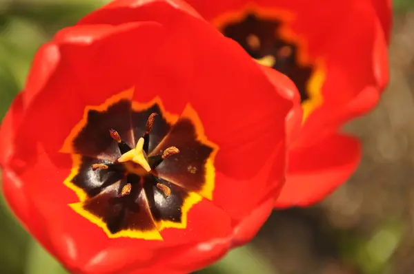 Des tulipes en pleine floraison. Couleurs vives des pétales de fleurs . — Photo