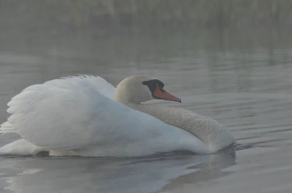 Mute Swan. Large white water bird. Floating on the lake — Stock Photo, Image