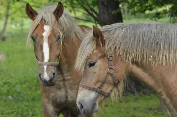 Workhorse. Grazing in the pasture. Meadow in the valley of the Bug. — Stock Photo, Image