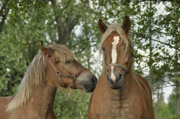 Cheval de bataille. Pâturage dans le pâturage. Pré dans la vallée du Bug . — Photo