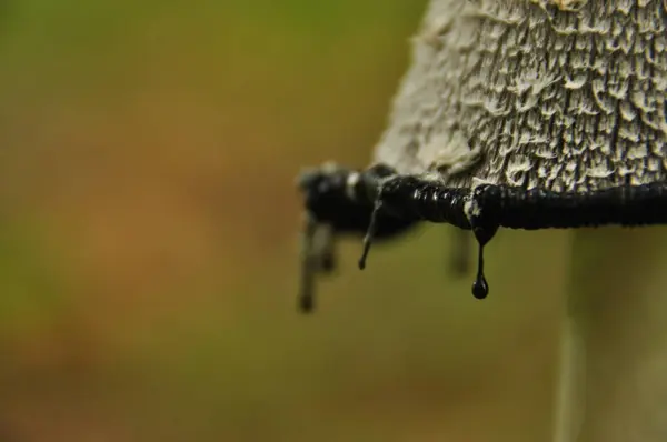 Corps fructifères du champignon, aspergillus. Forêt de Bialowieza, forêt primaire . — Photo