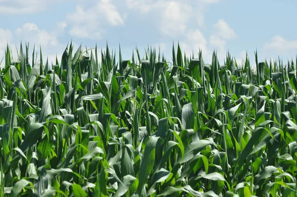 Alan Mısır. Arka plan gökyüzü üzerinde yaprakları Mısır. Bitki büyüme. Ürün olgunlaşma.