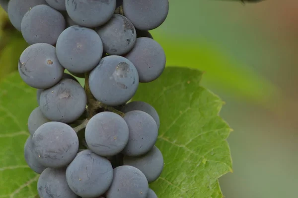 Mazzo di uva viola appeso alla vite su uno sfondo di foglie verdi . — Foto Stock