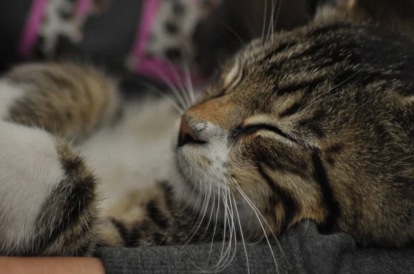 Pequeño gatito sentado en el regazo de una chica. Acariciar y abrazar a la mascota, mascota . — Foto de Stock