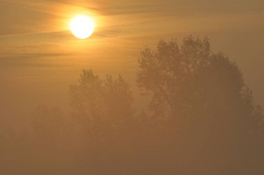 Güneş doğuyor. Güneşli sabah. Güneş ışınları şafak. Aydınlatma bitki sıcak.