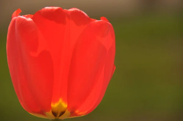 Hermosos Tulipanes Florecientes Colores Vivos Pétalos Flores — Foto de Stock