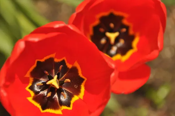 Hermosos Tulipanes Florecientes Colores Vivos Pétalos Flores — Foto de Stock