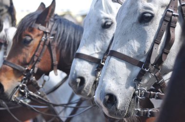 Resmi geçit tam elbiseli koşum atı. Polonyalı Süvari.