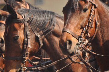 Resmi geçit tam elbiseli koşum atı. Polonyalı Süvari.