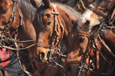 Resmi geçit tam elbiseli koşum atı. Polonyalı Süvari.