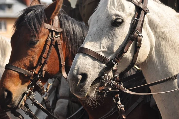 Konie Zaprzęgu Paradzie Pełnym Rynsztunku Kawaleria — Zdjęcie stockowe
