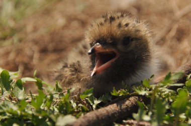 Sumru piliç gıda yere bir yuvada ebeveynlerinden bekliyor.