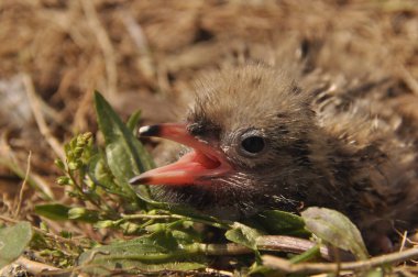 Sumru piliç gıda yere bir yuvada ebeveynlerinden bekliyor.