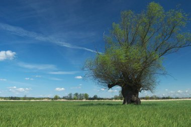 Söğüt ağacı üzerinde bir bataklık çayır yöneldi. Nehir vadileri bahar