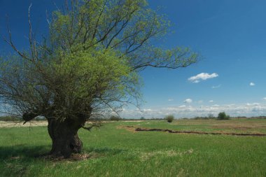 Söğüt ağacı üzerinde bir bataklık çayır yöneldi. Nehir vadileri bahar