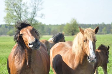 Beygir. Mera otlatma. Çayır hata vadisinde.