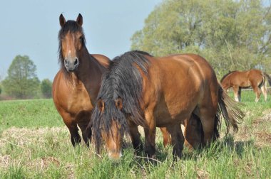 Beygir. Mera otlatma. Çayır hata vadisinde.