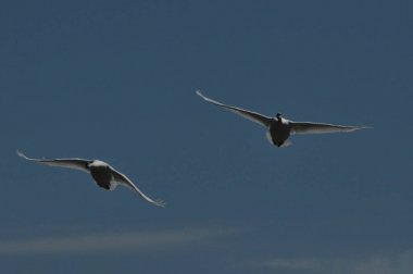 Mute Swan. Büyük beyaz su kuşu. Alarak, kuş uçan