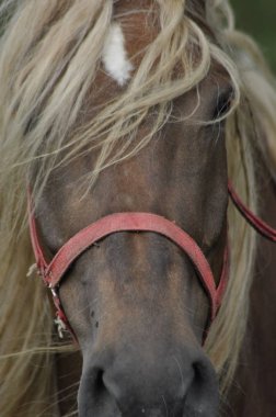 Beygir. Mera otlatma. Çayır hata vadisinde.