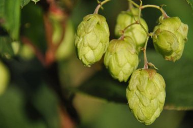 Güneş atlama olgunlaşma. Ürün bira üretimi için