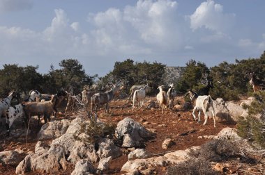 Kıbrıs'ta Akamas Milli Parkı tepelerde üzerinde otlatma keçi.
