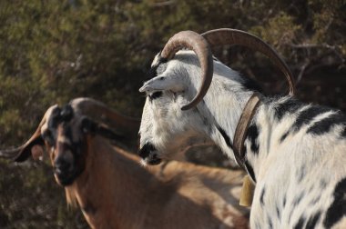 Kıbrıs'ta Akamas Milli Parkı tepelerde üzerinde otlatma keçi.