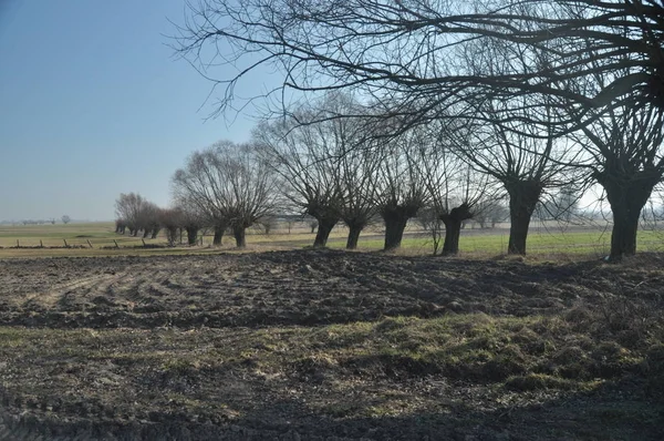Willow Yolu'nu. Willow manzara olarak doğru. Çayır ve önemsizden.