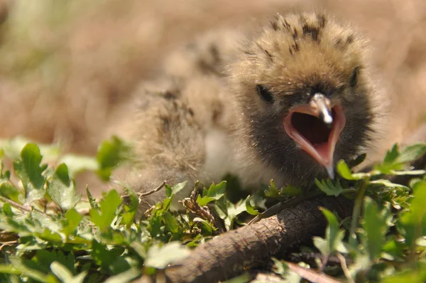 Sumru piliç gıda yere bir yuvada ebeveynlerinden bekliyor.