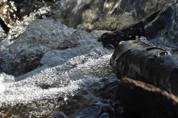 トレント。高速の流れる小川。きれいな、純粋な水の滝から — ストック写真