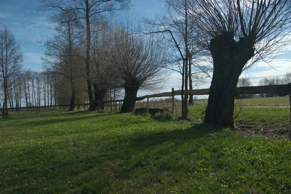 Headed Willow Tree Boggy Meadow Spring River Valleys — Stock Photo, Image