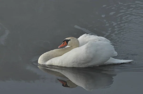 Dilsiz Kuğu Büyük Beyaz Kuşu Gölde Yüzerken — Stok fotoğraf