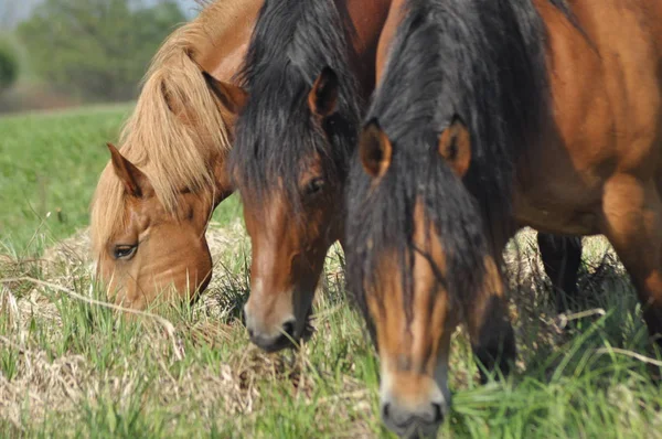 Workhorse Grazing Pasture Meadow Valley Bug — Stock Photo, Image