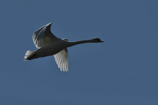 Knobbelzwaan Grote Wildwater Vogel Opstijgen Vliegende Vogel — Stockfoto