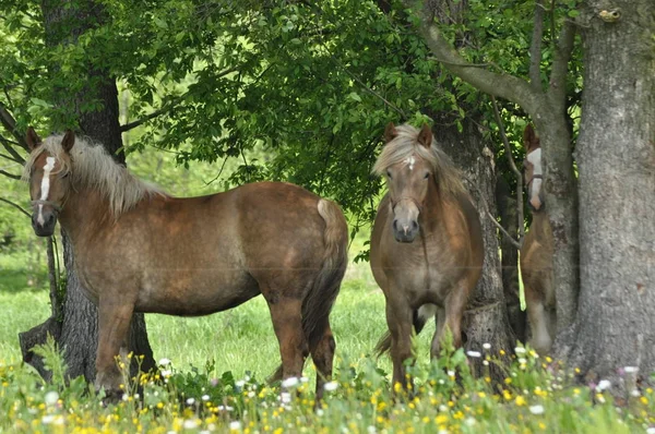 Workhorse Grazing Pasture Meadow Valley Bug — Stock Photo, Image