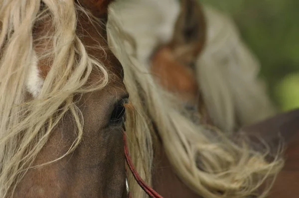 Рабочая Лошадь Выпас Пастбище Луг Долине Буга — стоковое фото