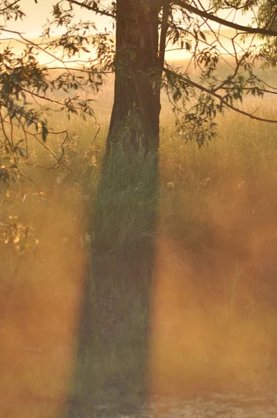 Kopfweide Auf Einer Sumpfigen Wiese Frühling Den Flusstälern — Stockfoto