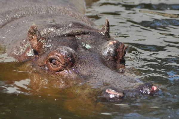 Hippopotame Flottant Dans Eau Grand Animal Vivant Afrique — Photo
