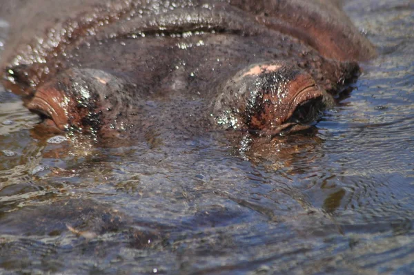Nijlpaard Drijvend Het Water Een Groot Dier Dat Leeft Afrika — Stockfoto
